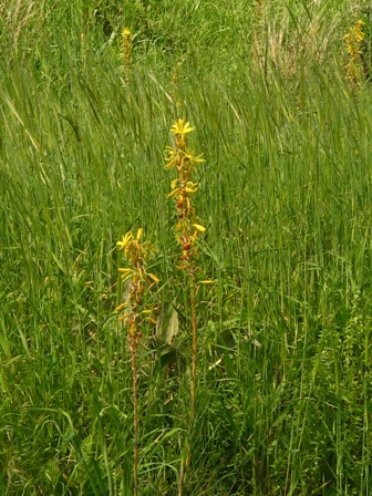 Asphodeline lutea